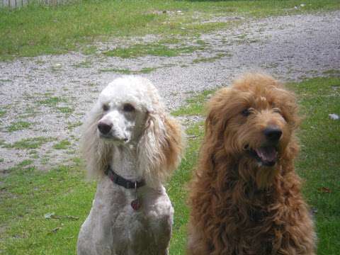 Black Mountain Goldendoodles Black Mountain Goldendoodles